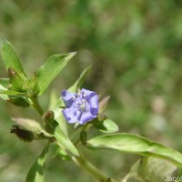 Hydrolea zeylanica (L.) Vahl